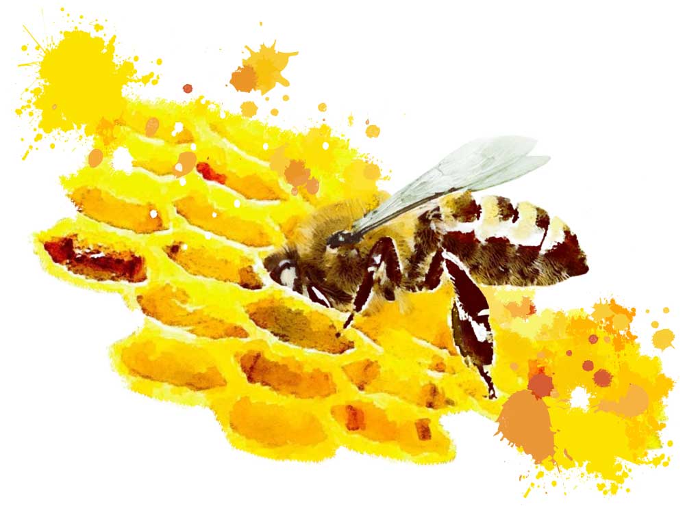 Bienen machen Schule